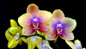 BM Sport Massage 5 masajista Bodyworks Bliss en Provo