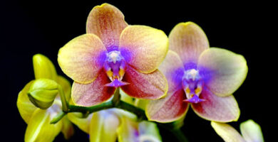 Masajistas en Provo 6 masajista Bodyworks Bliss en Provo