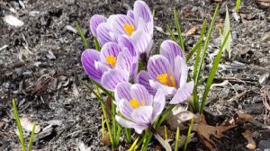 Knead 4 masajista Maryanne Therapeutic Massage en Auburn