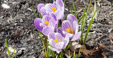 masajista Maryanne Therapeutic Massage en Auburn