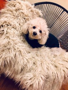 Asian Massage & Wellness Center 5 masajista Spa Jema en Pittsburgh