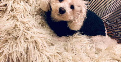 Masajistas en Pittsburgh 6 masajista Spa Jema en Pittsburgh