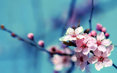 Sunshine Massage (Asian Massage in Lafayette) License No. E3646 1 masajista Sunshine Massage (Asian Massage in Lafayette) License No. E3646 en Lafayette