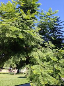 masajista Take Time Massage en San Jose