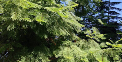 Masajistas en San Jose 5 masajista Take Time Massage en San Jose